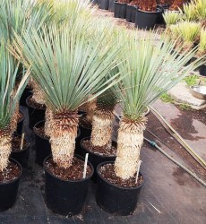 Yucca_rostrata___526d38b15dd0d.jpg