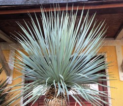 Yucca_rostrata___526d3a56668fd.jpg