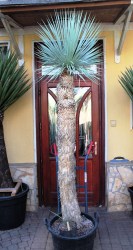 Yucca_rostrata___526d3a56668fd.jpg