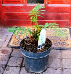 Dicksonia antarctica